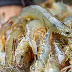 Trung Quốc: “Cứu cánh” hay “bẫy ngọt ngào” cho tôm Việt?