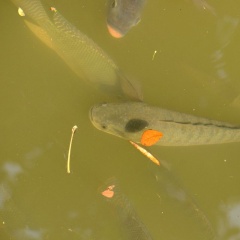 Tại sao cá lóc hay ăn thịt lẫn nhau? Kỹ thuật lọc cỡ để không bị hao hụt số lượng