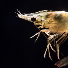 Gan tụy tôm thẻ