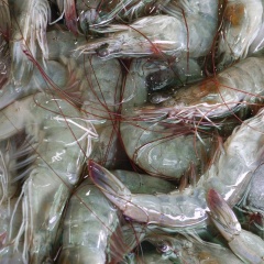 Kiểm soát Ethoxyquin trong thức ăn tôm để đáp ứng tiêu chuẩn nhập khẩu Nhật