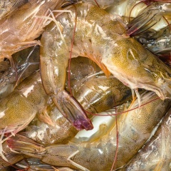 Cách phân biệt tôm tươi tự nhiên và tôm bị bơm tạp chất