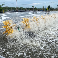 màu nước ao nuôi