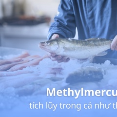 thủy ngân trong cá