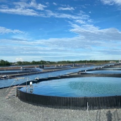 mô hình nuôi tôm