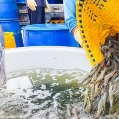 Xu hướng phát triển nuôi tôm bền vững bằng công nghệ xanh