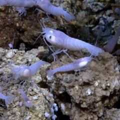 Vì sao tôm có thể sống gần miệng núi lửa 450°C nhưng lại chết khi bị nấu ở 50°C?