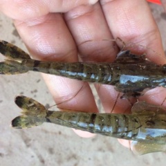 tôm bị vểnh mang