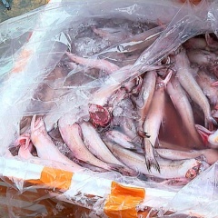 Bộ Nông nghiệp và Môi trường trả lời cử tri TP.HCM về giải pháp ngăn thực phẩm bẩn