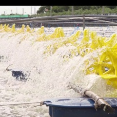 Tái sử dụng nước trong nuôi tôm có khả thi không