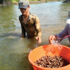 Ứng dụng sò huyết và hàu làm hệ thống xử lý môi trường tự nhiên trong nuôi trồng thủy sản