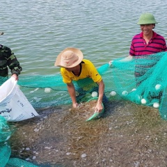 Ứng phó giá nhiên liệu tăng gây áp lực lên nuôi trồng thủy sản