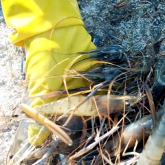 Mưa trái mùa xuất hiện, người nuôi gấp rút bảo vệ tôm càng xanh khỏi sốc nhiệt