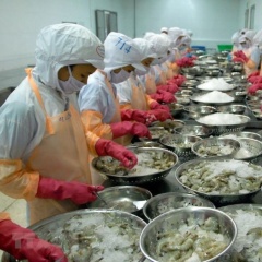 Giá tôm nguyên liệu giảm sâu dù nguồn cung hạn chế