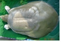 Nghiên cứu đề xuất “Cụ” Rùa làm Bảo vật quốc gia