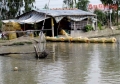 An Giang: Nuôi tép ở Mỹ Hòa