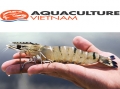 Aquaculture Vietnam 2017: Ngành thủy sản Việt Nam định hướng phát triển bền vững