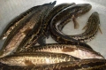 Phát hiện 4 mẫu cá bán tại chợ Hà Nội có nhiễm chất cấm