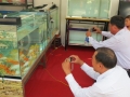 Đồng Tháp: Ông Sơn và mô hình nuôi cá chép Nhật