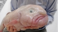 Cá blobfish: loài vật “xấu xí” nhất Trái đất