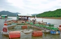 Bình Định: Nuôi cá lồng ở hồ Hội Sơn cho thu nhập cao