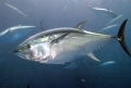 Các quốc gia Thái Bình Dương đạt được thỏa thuận về cắt giảm sản lượng đánh bắt cá ngừ vây xanh