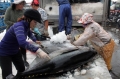 “Nhập” công nghệ câu từ Trung Quốc, nguy cho cá ngừ Bình Định