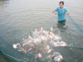 Quảng Nam: Thay đổi đối tượng thả nuôi trong ao nước lợ: Hướng đi mới