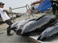 Giải pháp đánh bắt và XK cá ngừ bền vững?
