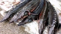 Tiêu hủy hơn bốn tấn cá tầm nhập lậu
