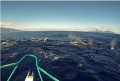 Cá voi sát thủ hộ tống một tàu đánh cá gần Tahiti