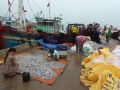 Tổn thất lớn về chất lượng hải sản trên tàu cá