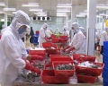 Các doanh nghiệp chế biến thủy sản hoạt động trở lại