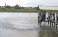 Đồng Tháp: Năm 2014, xây dựng mô hình thí điểm liên kết sản xuất và tiêu thụ nhãn, cá điêu hồng
