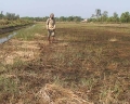 Diện tích tôm – lúa huyện Thới Bình thiệt hại nặng