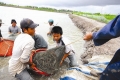 Hai mặt của ngành chăn nuôi