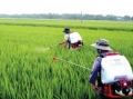 Nghiên cứu sự nhạy cảm và phục hồi cholinesterase ở cá lóc sau khi tiếp xúc với thuốc bảo vệ thực vật Jectan 50EC