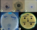 Nghiên cứu đặc điểm sinh học của vi khuẩn biển sinh bacteriocin dùng làm thuốc đa năng trong nuôi trồng hải sản