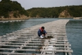 Inđônêxia: Chứng nhận ASC cho các trại nuôi cá rô phi đầu tiên