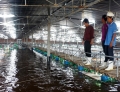 Đầu tư hơn 1.000 tỷ đồng nuôi tôm công nghệ cao ở Bình Định