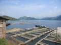 Tiềm năng và định hướng phát triển nuôi trồng thủy sản tỉnh Sơn La
