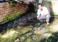Khá nhờ nuôi ếch