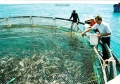 Kiên Giang: Huyện đảo Kiên Hải phát triển nuôi cá lồng bè trên biển