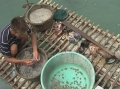 Khánh Hòa: Nuôi ốc hương với tu hài trên biển theo hướng bền vững