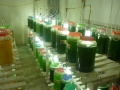 Thu thập và nuôi sinh khối vi tảo biển làm thức ăn nuôi thủy sản