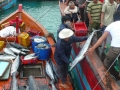 Một ngư dân Lý Sơn trúng đậm 5 tấn cá ngừ hoa