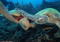 Những bức ảnh 'độc' về đôi rùa biển Australia
