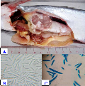 Xác định tác nhân gây bệnh trương bóng hơi trên cá tra (Pangasianodon hypophthalmus) nuôi thâm canh