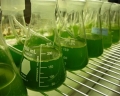 Mỹ: Chi 8 triệu USD nghiên cứu tảo làm nhiên liệu cho tương lai