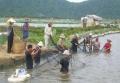 Bài học từ mùa tôm “đắng”