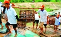 Ngành cá tra lao đao vì mất niềm tin